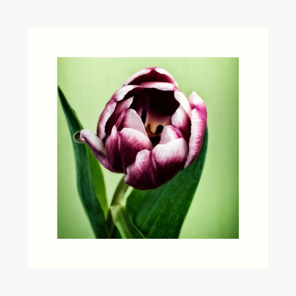 Item preview, Tulip on a green background designed and sold by floralsbykusuma.