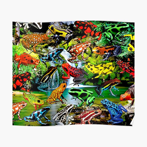 RAINFOREST FROGS Poster