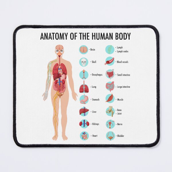 Item preview, Anatomy of the Human Body – Human Organs Educational Chart designed and sold by InspireSticker.