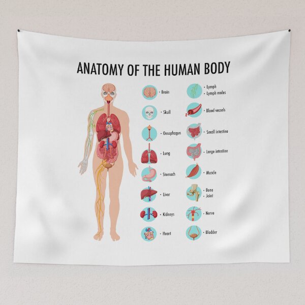 Item preview, Anatomy of the Human Body – Human Organs Educational Chart designed and sold by InspireSticker.