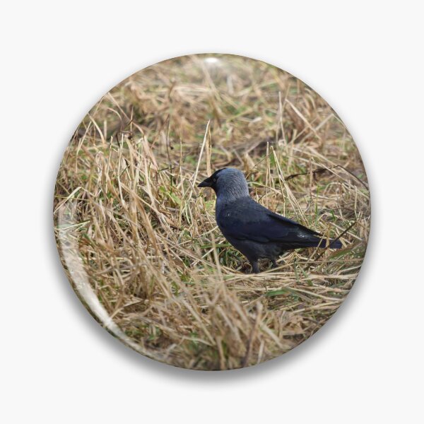 Item preview, Jack of the fields. Western jackdaw designed and sold by Jouko Lehto Photography.