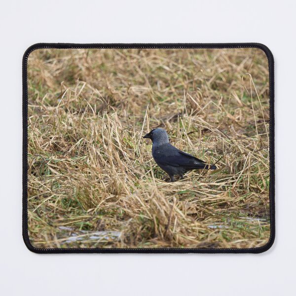 Item preview, Jack of the fields. Western jackdaw designed and sold by Jouko Lehto Photography.