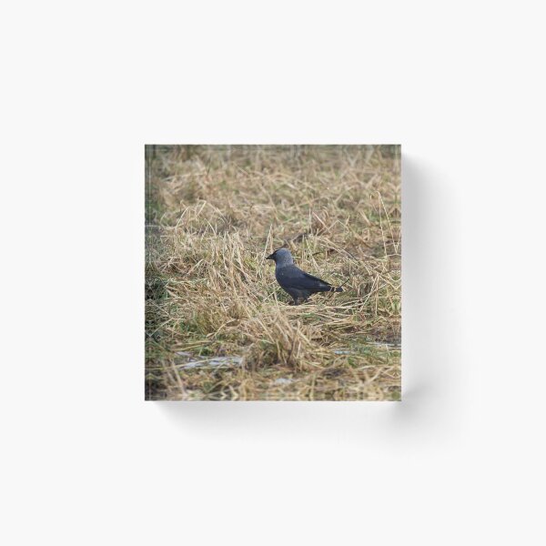 Item preview, Jack of the fields. Western jackdaw designed and sold by Jouko Lehto Photography.