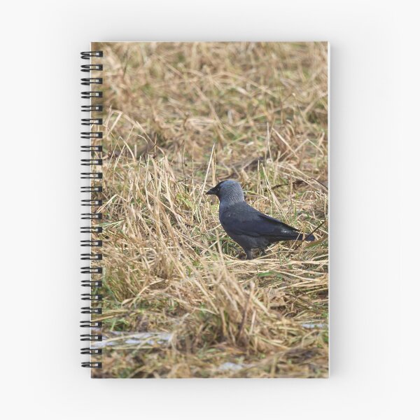Item preview, Jack of the fields. Western jackdaw designed and sold by Jouko Lehto Photography.
