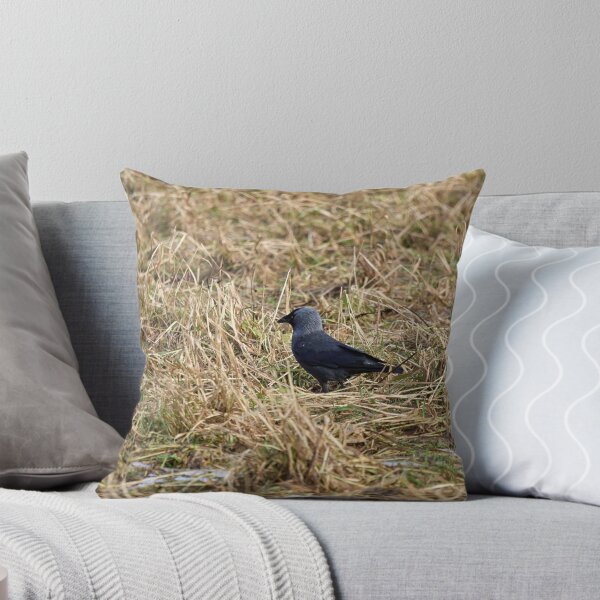 Item preview, Jack of the fields. Western jackdaw designed and sold by Jouko Lehto Photography.