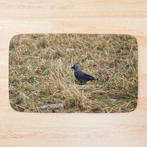 Item preview, Jack of the fields. Western jackdaw designed and sold by Jouko Lehto Photography.
