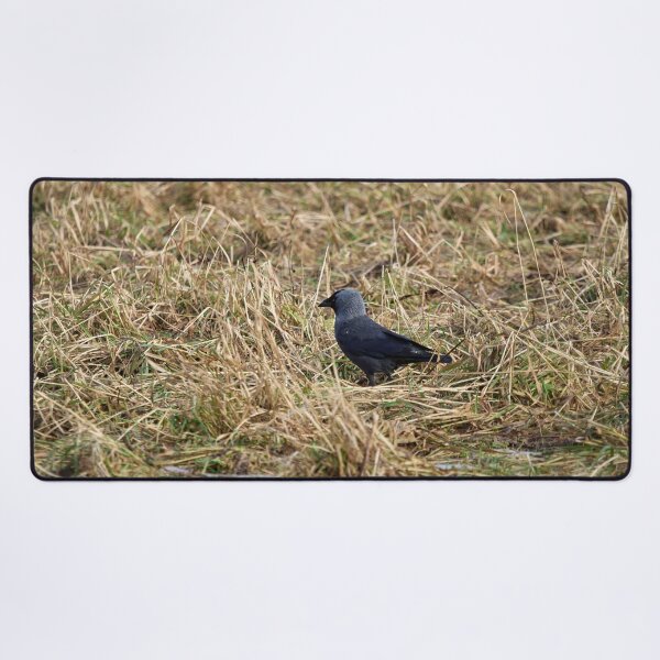 Item preview, Jack of the fields. Western jackdaw designed and sold by Jouko Lehto Photography.