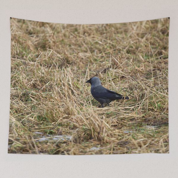 Item preview, Jack of the fields. Western jackdaw designed and sold by Jouko Lehto Photography.