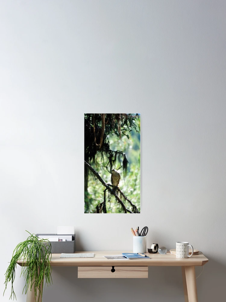 Thumbnail 2 of 3, Poster, Sharp-Shinned Hawk designed and sold by Raulworks.