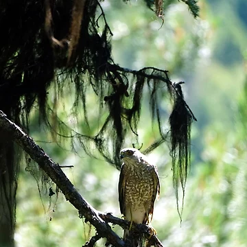 Artwork thumbnail, Sharp-Shinned Hawk by Raulworks