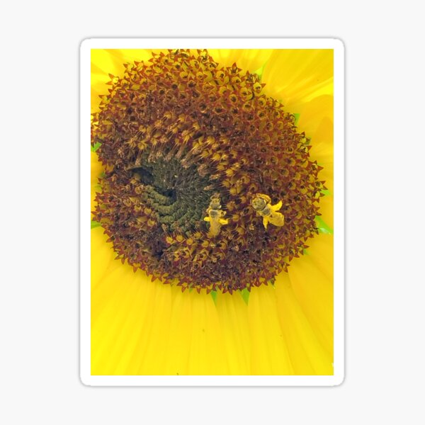 Artikel-Vorschau von Mit Pollen bedeckte Bienen in Sonnenblume, designt und verkauft von Debbie Schulte.