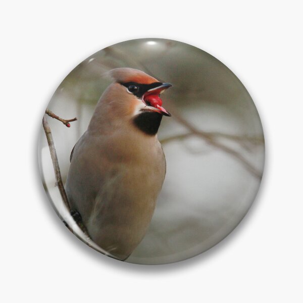 Item preview, Waxwing dinner time designed and sold by miradorpictures.