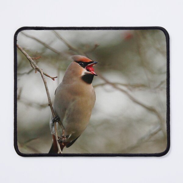 Item preview, Waxwing dinner time designed and sold by miradorpictures.