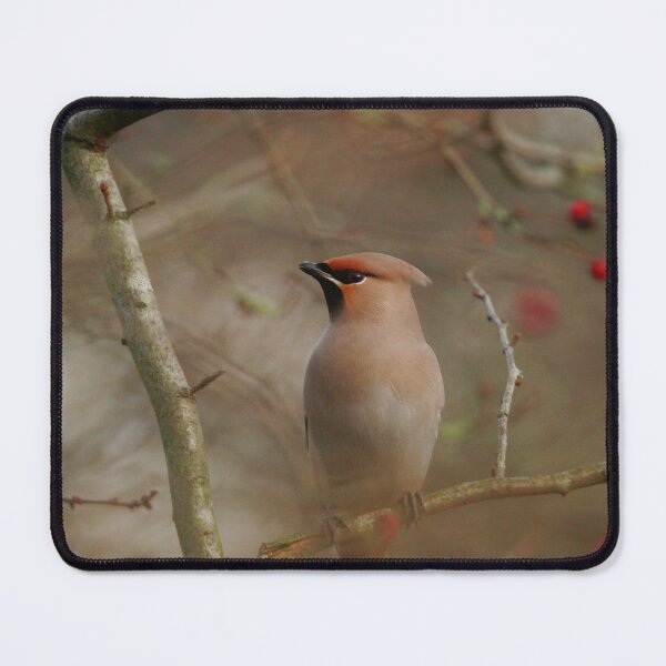Item preview, Waxwing winter designed and sold by miradorpictures.
