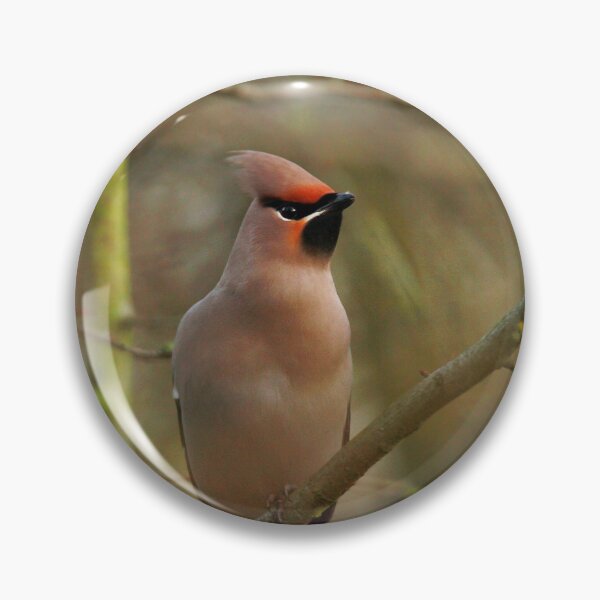 Item preview, Waxwing waiting  designed and sold by miradorpictures.