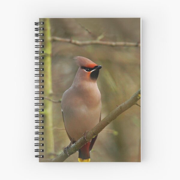 Item preview, Waxwing waiting  designed and sold by miradorpictures.