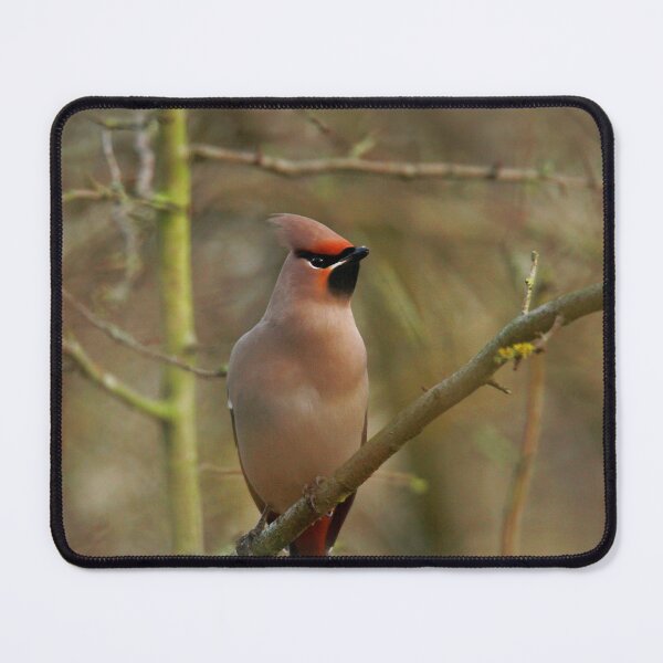 Item preview, Waxwing waiting  designed and sold by miradorpictures.