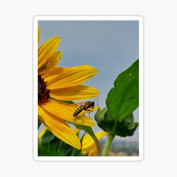 Artikel-Vorschau von Wespenpflege auf einer Sonnenblume, designt und verkauft von Debbie Schulte.