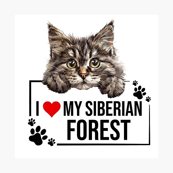 Item preview, I Love My Siberian Forest Cat designed and sold by TheAnimalZ00.