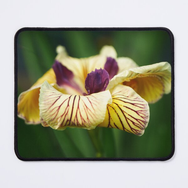 Item preview, Pacific Coast Yellow designed and sold by Larry Davis.