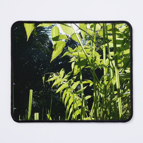 Item preview, beautiful light green leaf, Natural landscape photography designed and sold by Yusuf-Design.