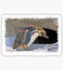 Humboldt penguin drawn Art Sticker