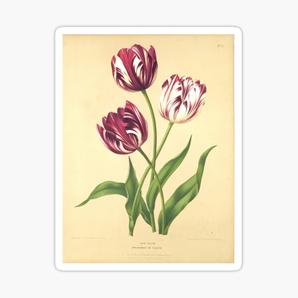 Vintage Late Tulips / Bybloemen or Violets Prints, Cooper Hewitt Museum Sticker