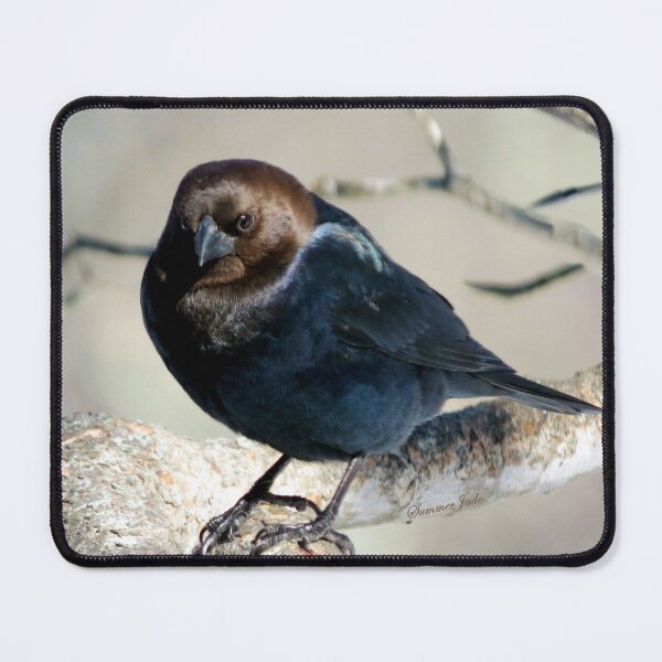 Item preview, Brown-Headed Cowbird ~ Handsome Pest  designed and sold by SummerJade.