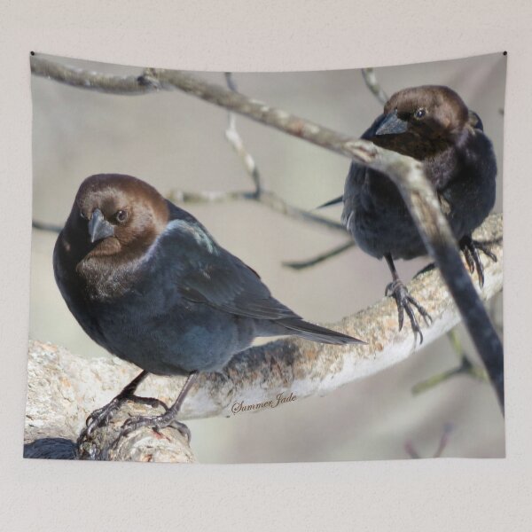 Item preview, Brown-Headed Cowbird ~ Handsome Pest  designed and sold by SummerJade.
