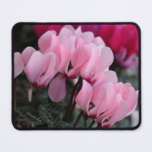 Item preview, Pink Cyclamen ~ A Living Decoration designed and sold by SummerJade.
