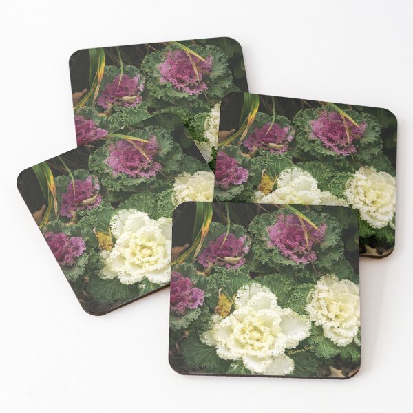 Item preview, Flowering Kale ~ Ornamental Cabbage designed and sold by SummerJade.