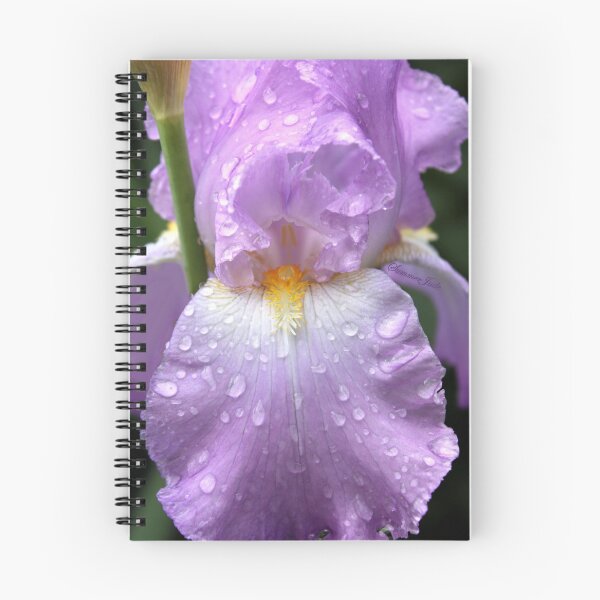 Item preview, Rain Catcher Iris ~ Una flor bastante mojada designed and sold by SummerJade.