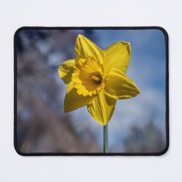 Item preview, Daffodil designed and sold by Tom McPherson Photography.