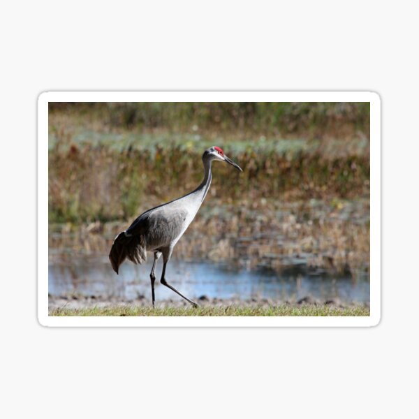 Item preview, Sandhill Crane designed and sold by Dennis Consorte.