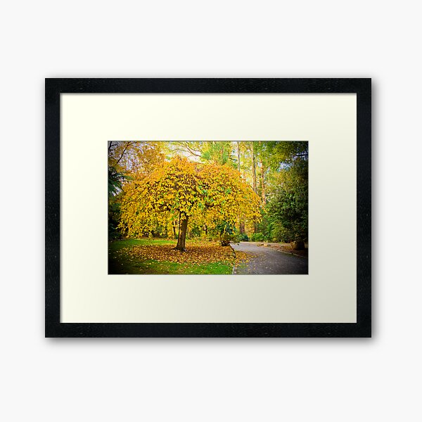 Item preview, Yellow leaves entice you along the path at Alfred Nicholas Gardens designed and sold by Elana Bailey.
