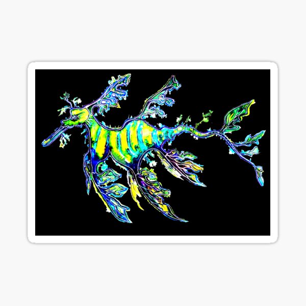 Leafy Sea Dragon on Black Sticker