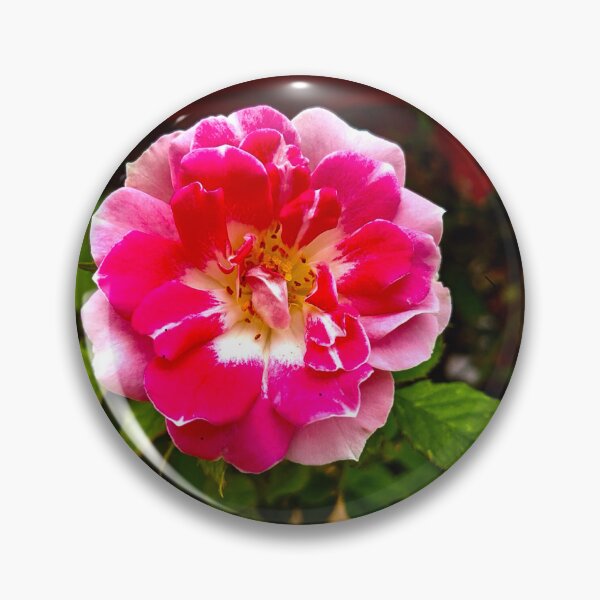 Item preview, Pink Rose designed and sold by Fatboy0699.