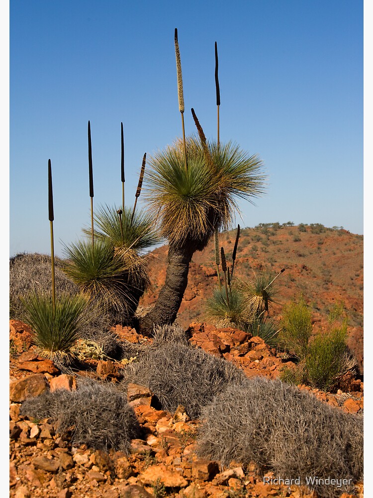 Arkaroola Grass Trees 2 by RICHARDW