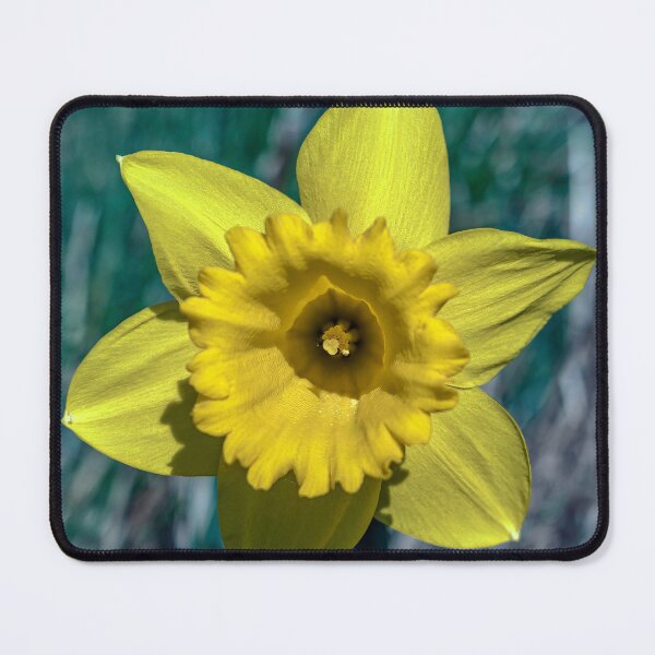 Item preview, Single Daffodil designed and sold by Tom McPherson Photography.