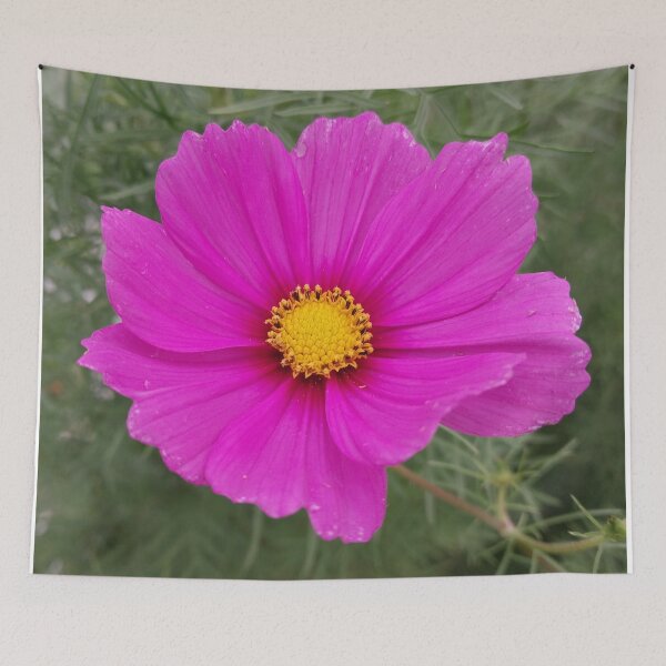 Item preview, Pink Cosmos Flower designed and sold by Debbie Schulte.
