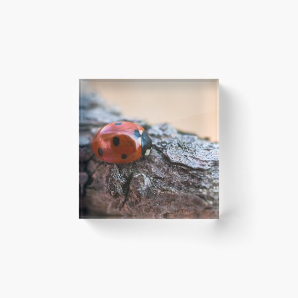 Item preview, Ladybug designed and sold by Gabszab.