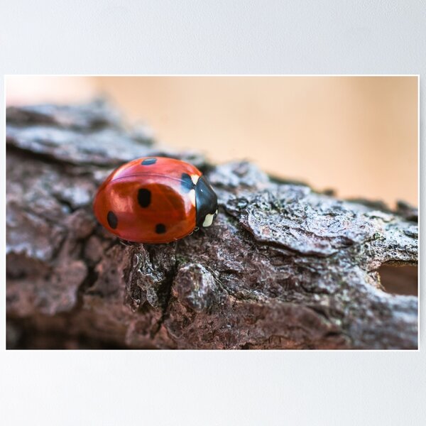 Item preview, Ladybug designed and sold by Gabszab.