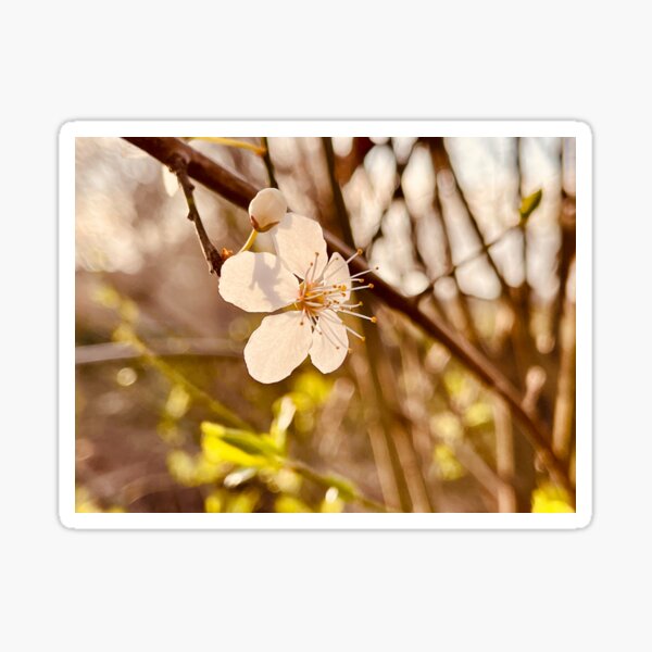 Spring is in the air Sticker