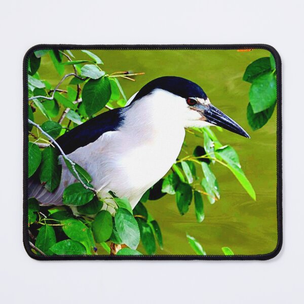 Item preview, Central Park Bird photographed by KAT designed and sold by KATKattalestv.