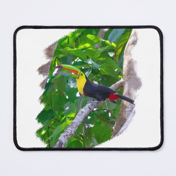 Item preview, A wild toucan singing and flying in the forest designed and sold by hernandezmfotografia.