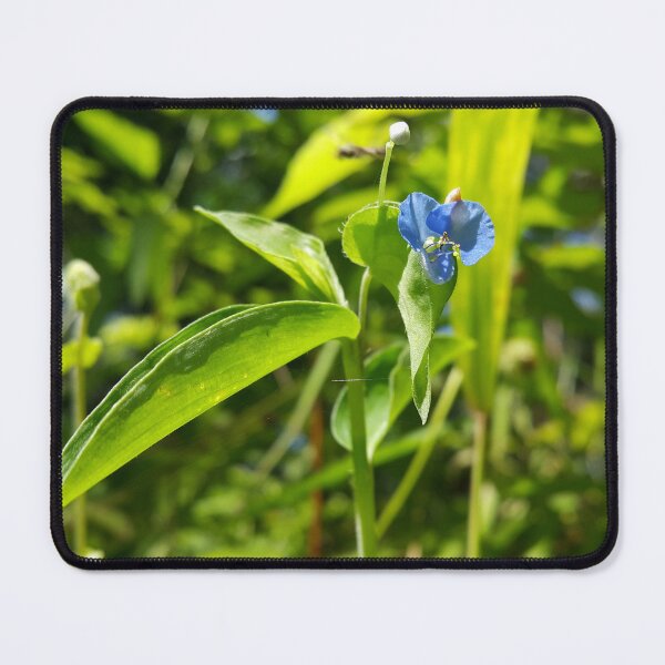 Item preview, Evergreen shrub with blue flowers || Floral photography. designed and sold by Yusuf-Design.