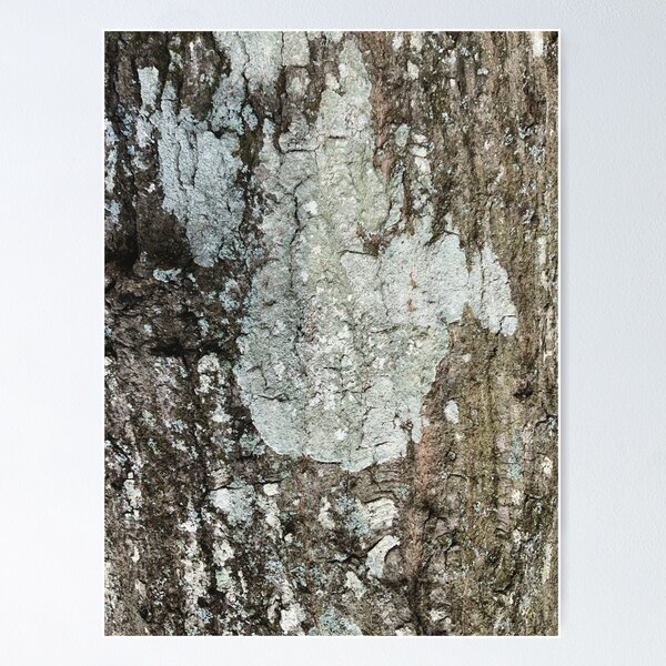 Item preview, Oak Tree with Fungus designed and sold by ArtfullHeart9.