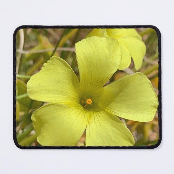 Item preview, Golden Sorrel designed and sold by Betsy Phillips.