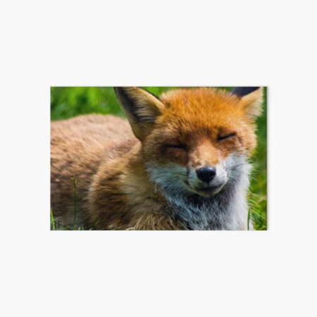 Aperçu de l'œuvre Renard - petit créée et vendue par JRFotography.