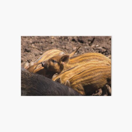 Aperçu de l'œuvre Porcs - petits créée et vendue par JRFotography.